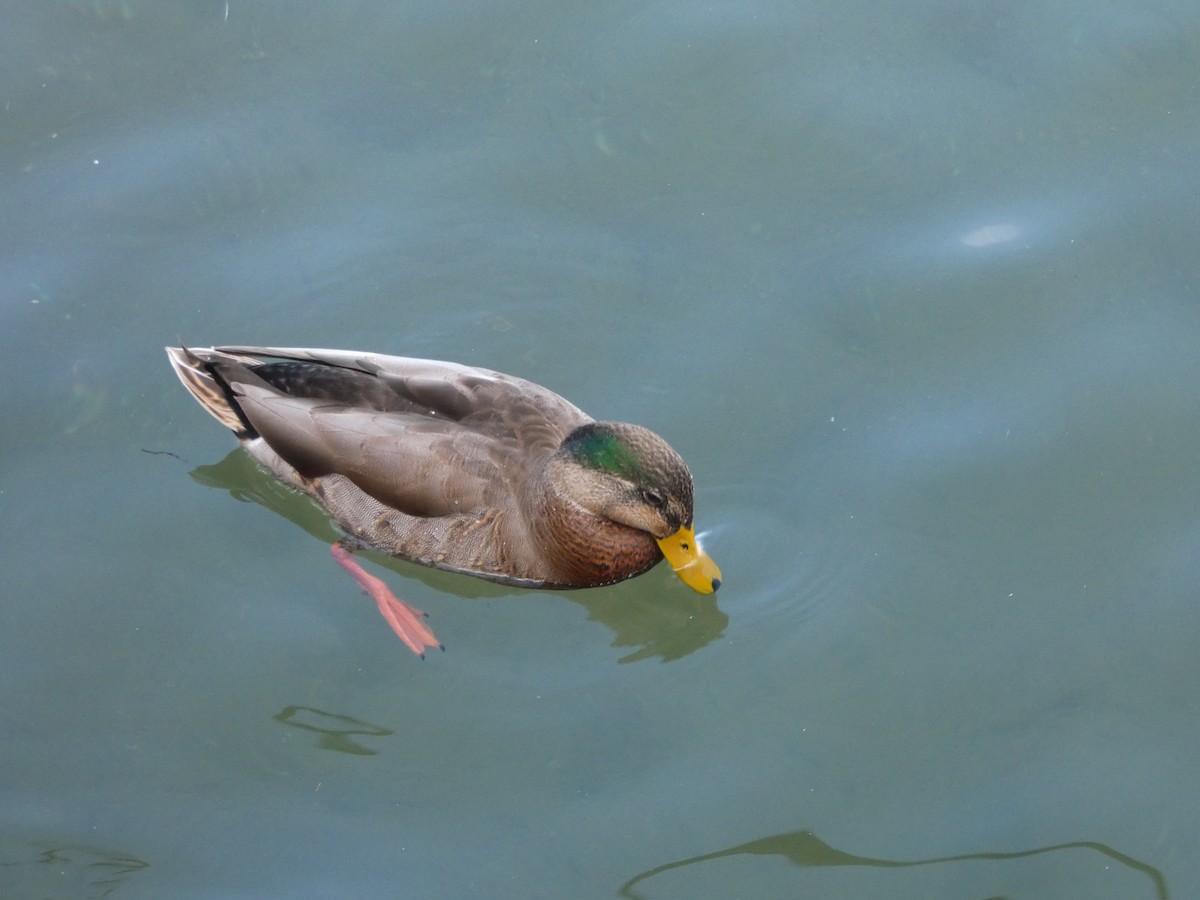 Mallard x Mexican Duck (hybrid) - ML119691811