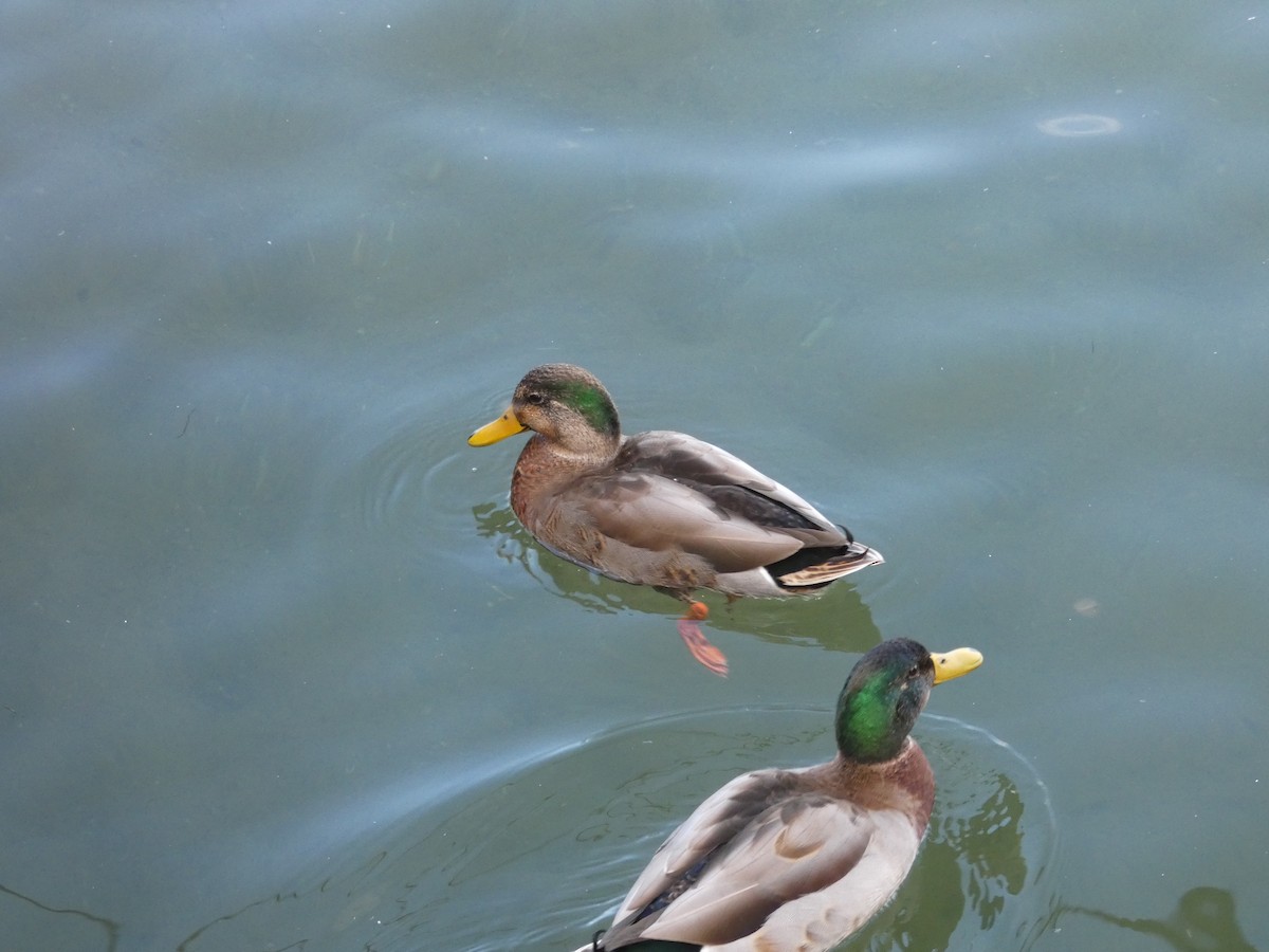 Mallard x Mexican Duck (hybrid) - ML119691831