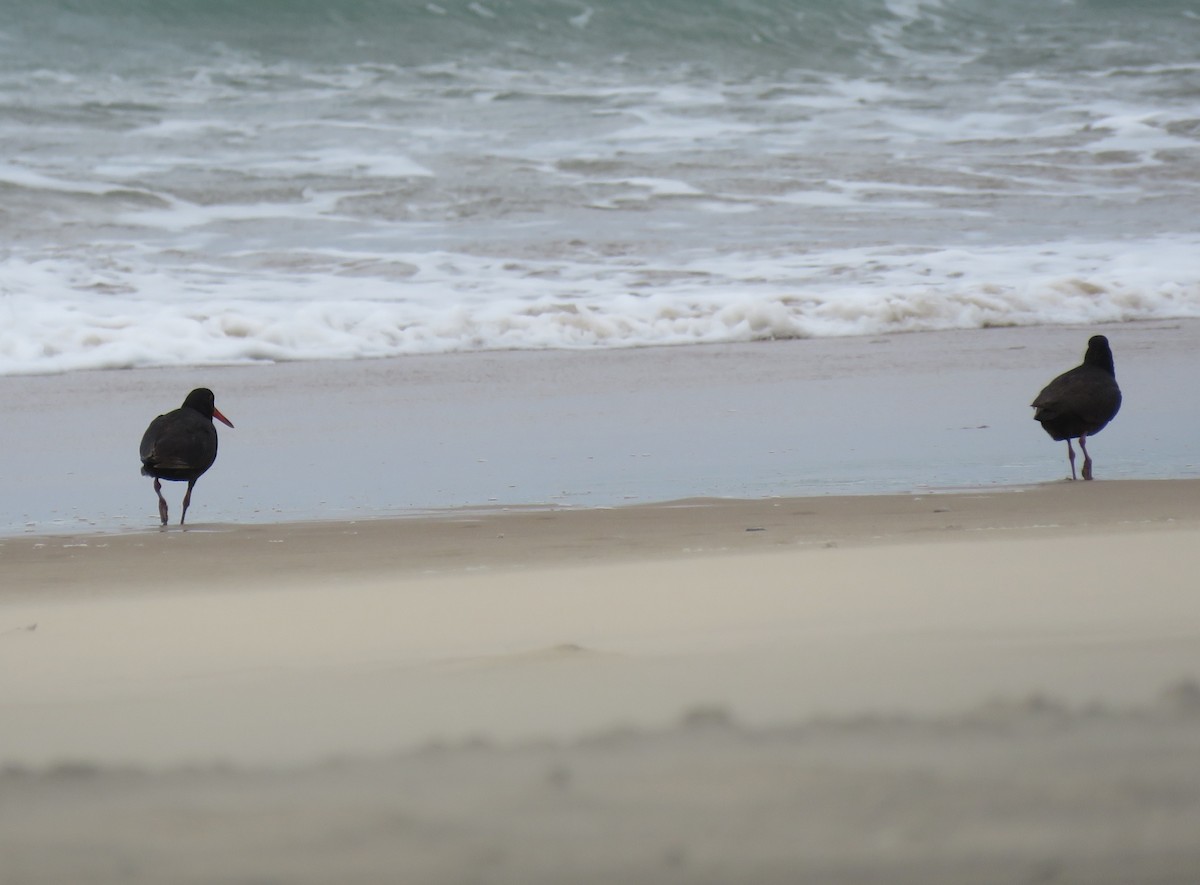 African Oystercatcher - ML119691891