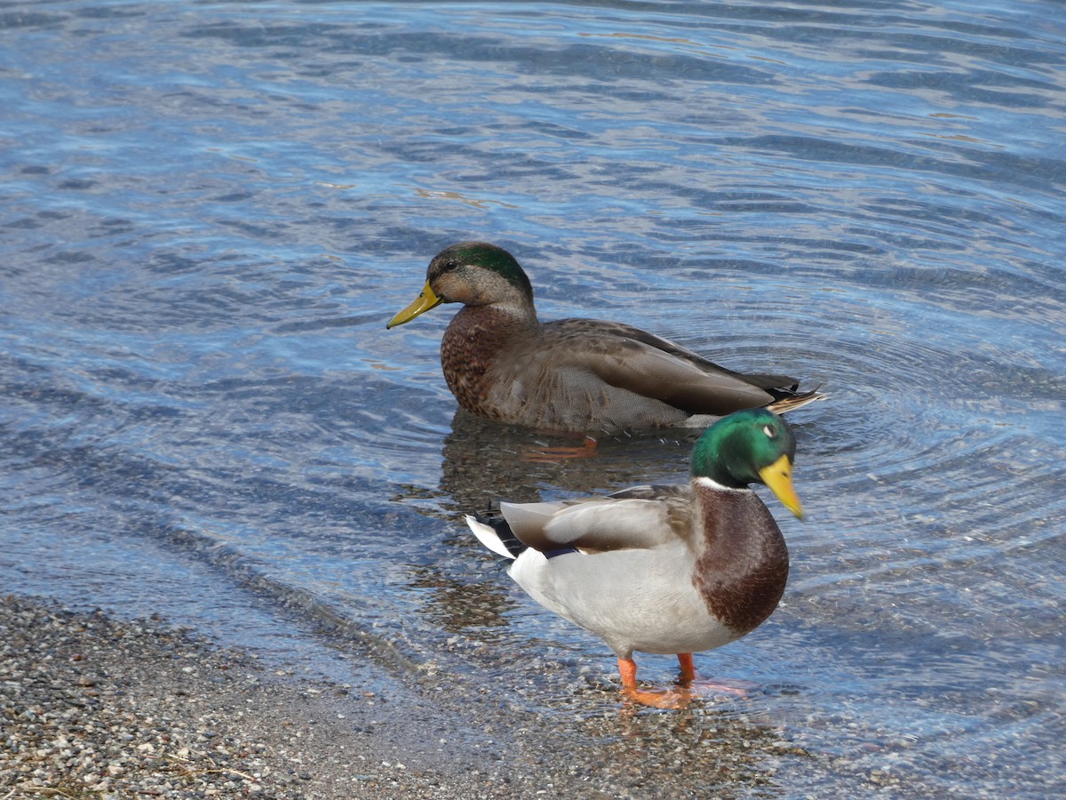 Mallard x Mexican Duck (hybrid) - ML119691941