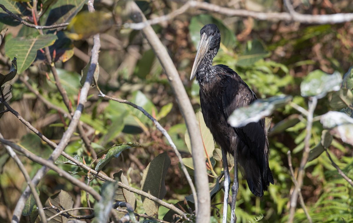 African Openbill - Ian Davies
