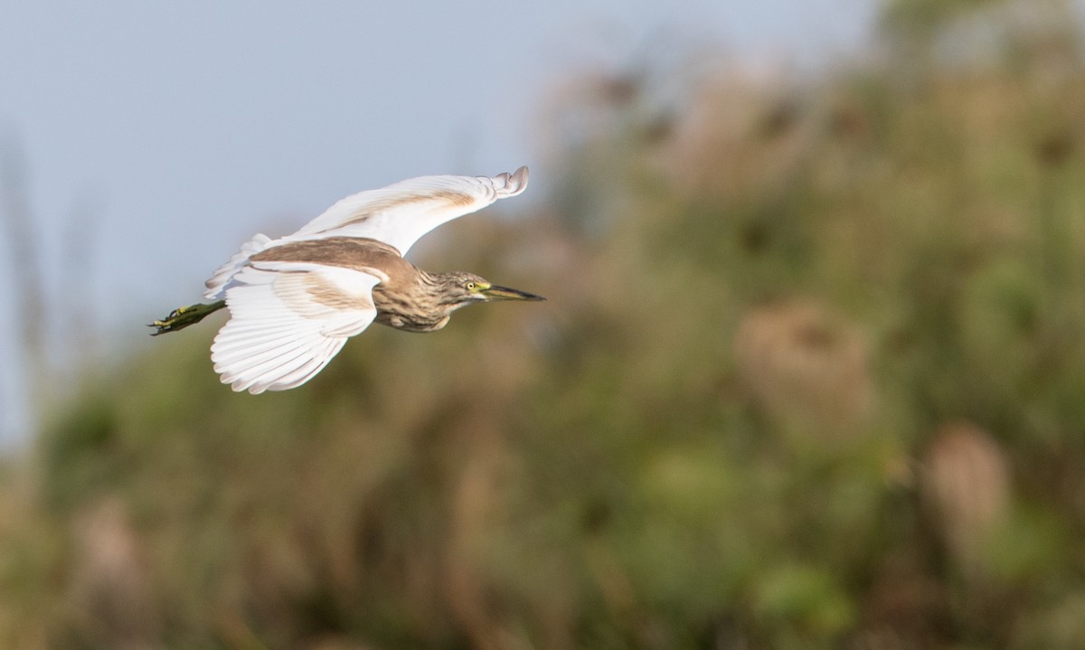 Squacco Heron - ML119692171