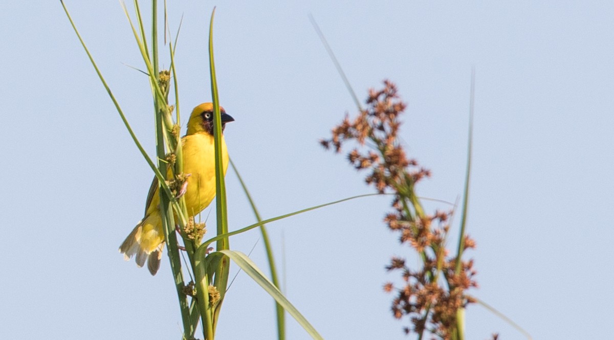 Northern Brown-throated Weaver - ML119692501