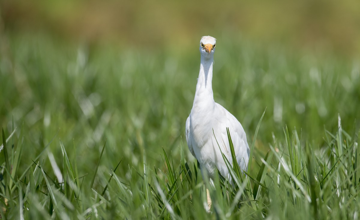 Western Cattle Egret - ML119692651