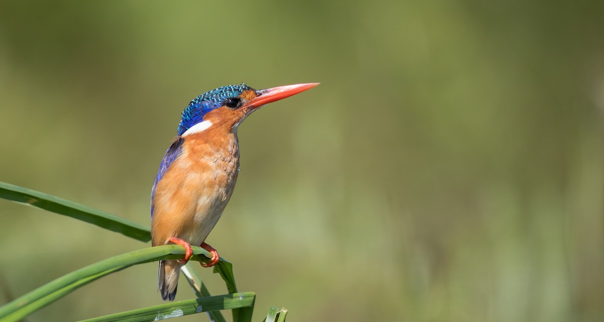 Malachite Kingfisher (Mainland) - ML119692831