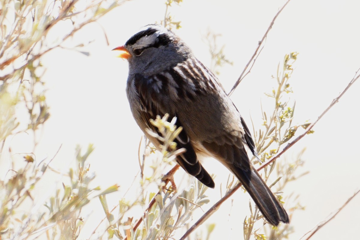 White-crowned Sparrow - ML119692951