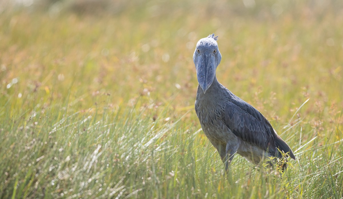 Shoebill - ML119693301