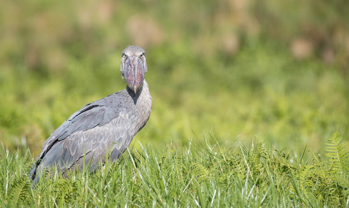 Shoebill - Ian Davies