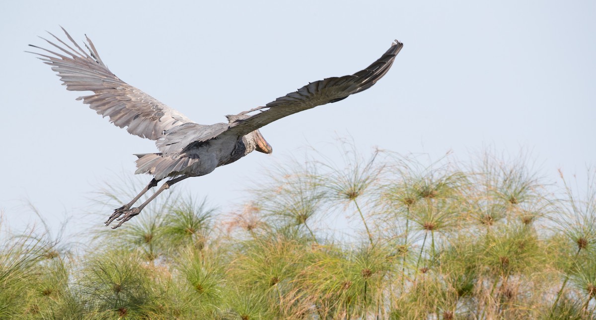 Shoebill - ML119693351