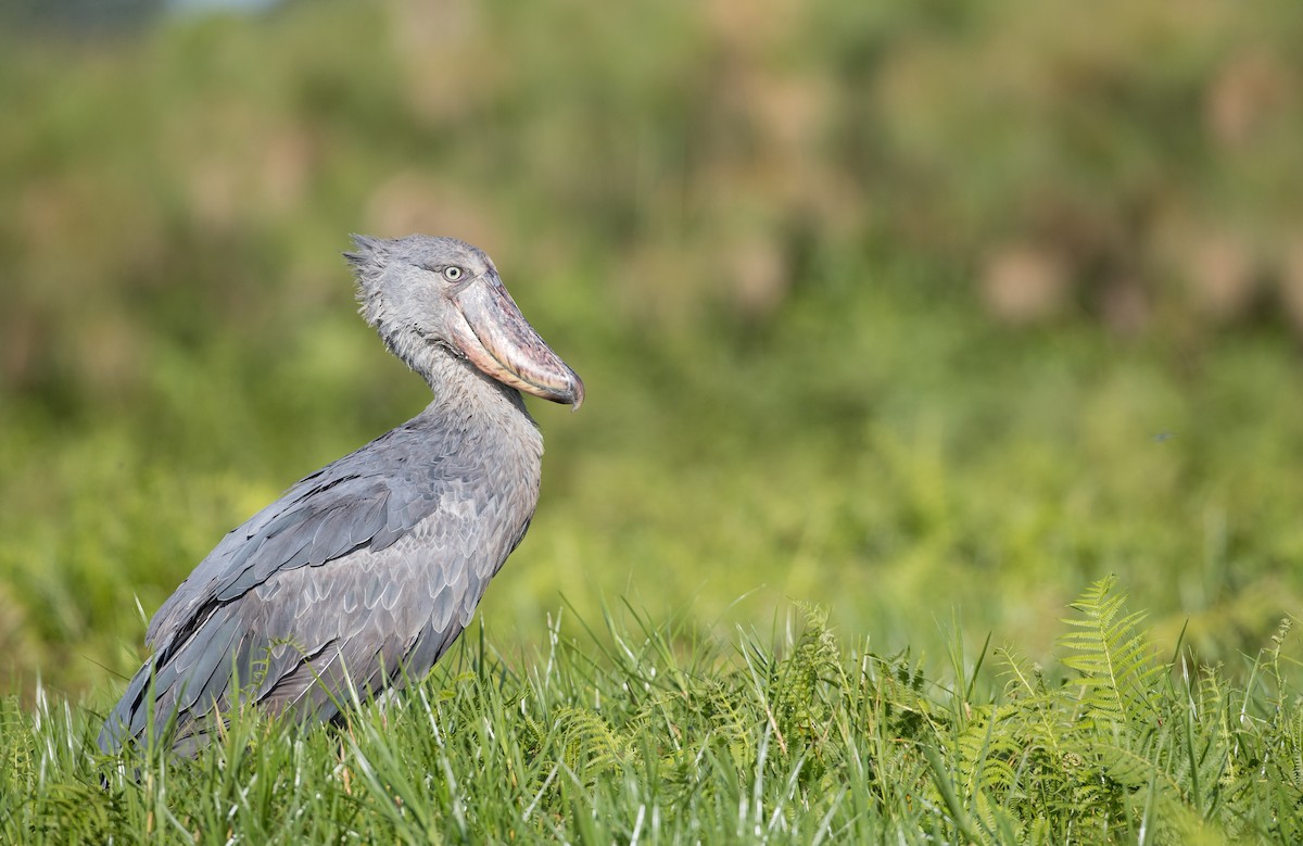 Shoebill - Ian Davies