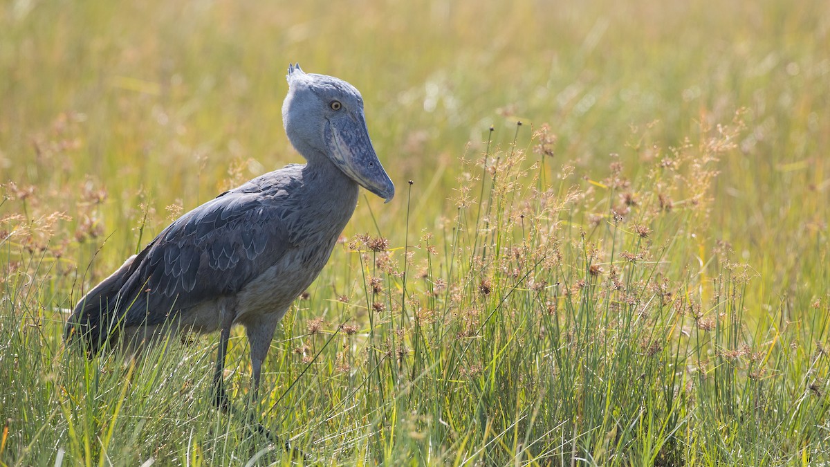 Shoebill - ML119693421