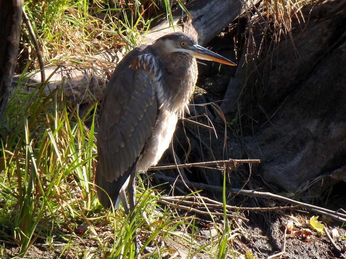 Great Blue Heron - Elaine Marie