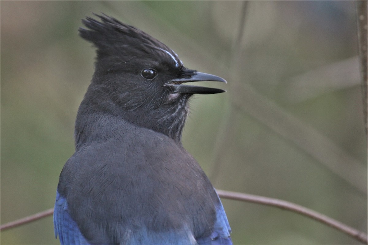 Steller's Jay - Elena Kreuzberg