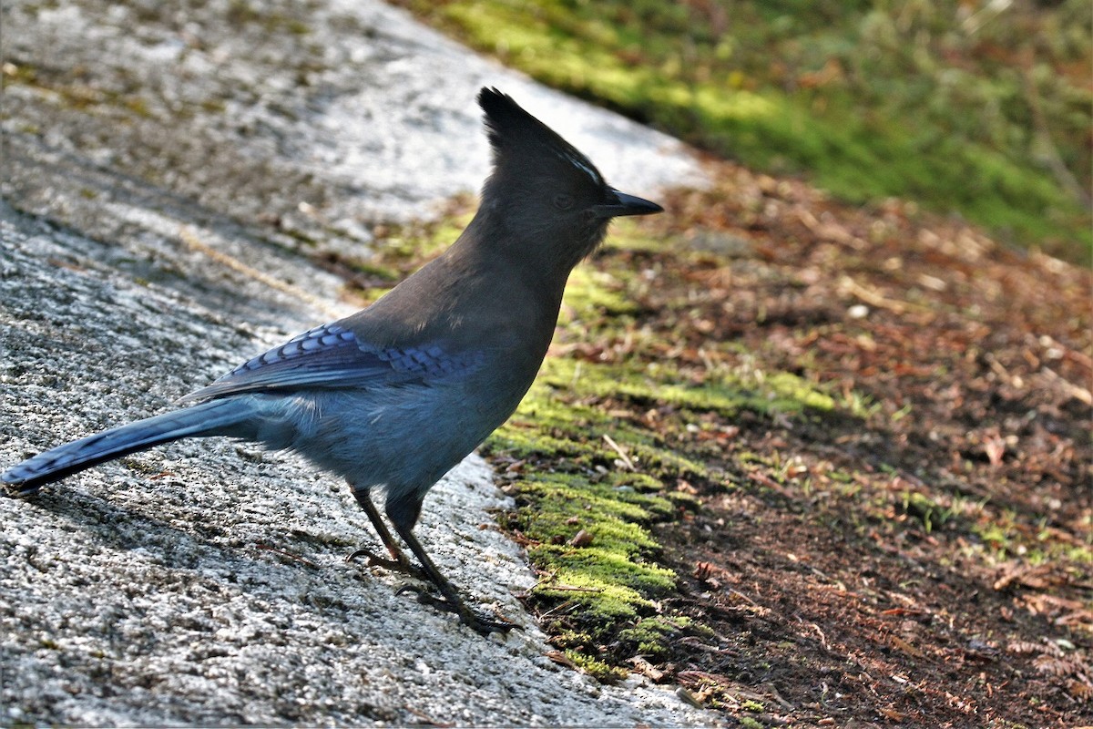 Steller's Jay - ML119694681