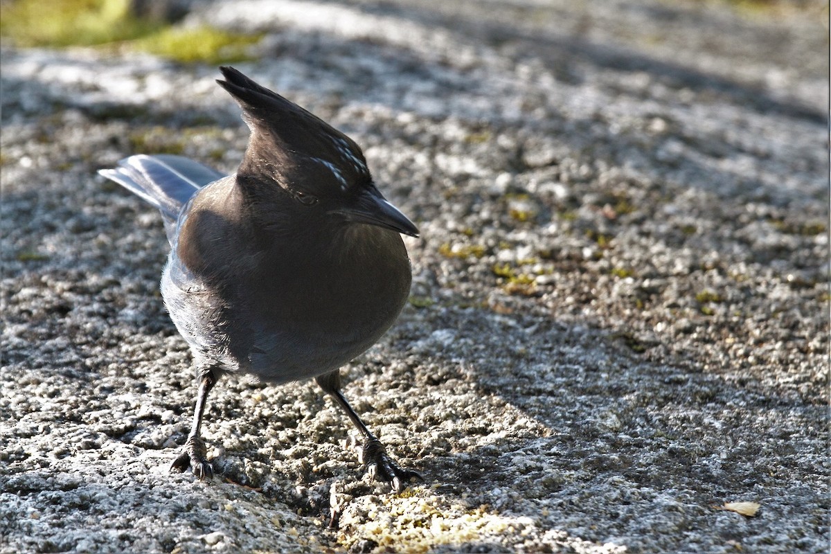 Steller's Jay - ML119694731