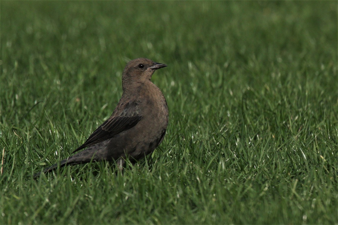 Brewer's Blackbird - ML119695271