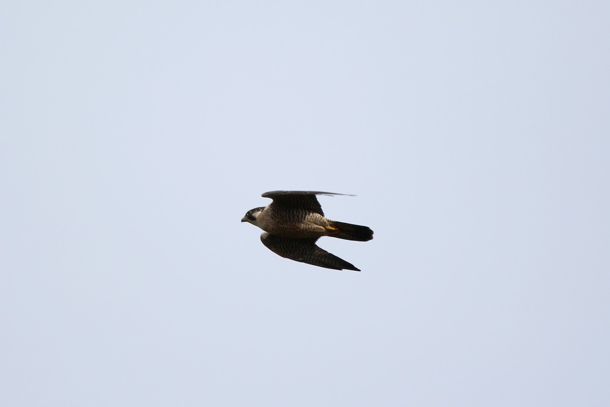Peregrine Falcon - ML119695511