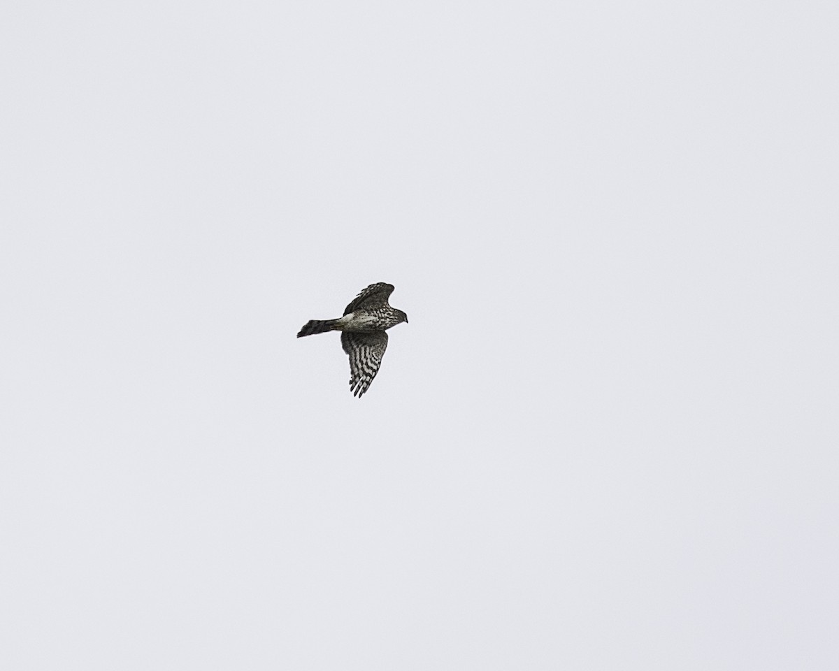 Sharp-shinned Hawk - ML119695761