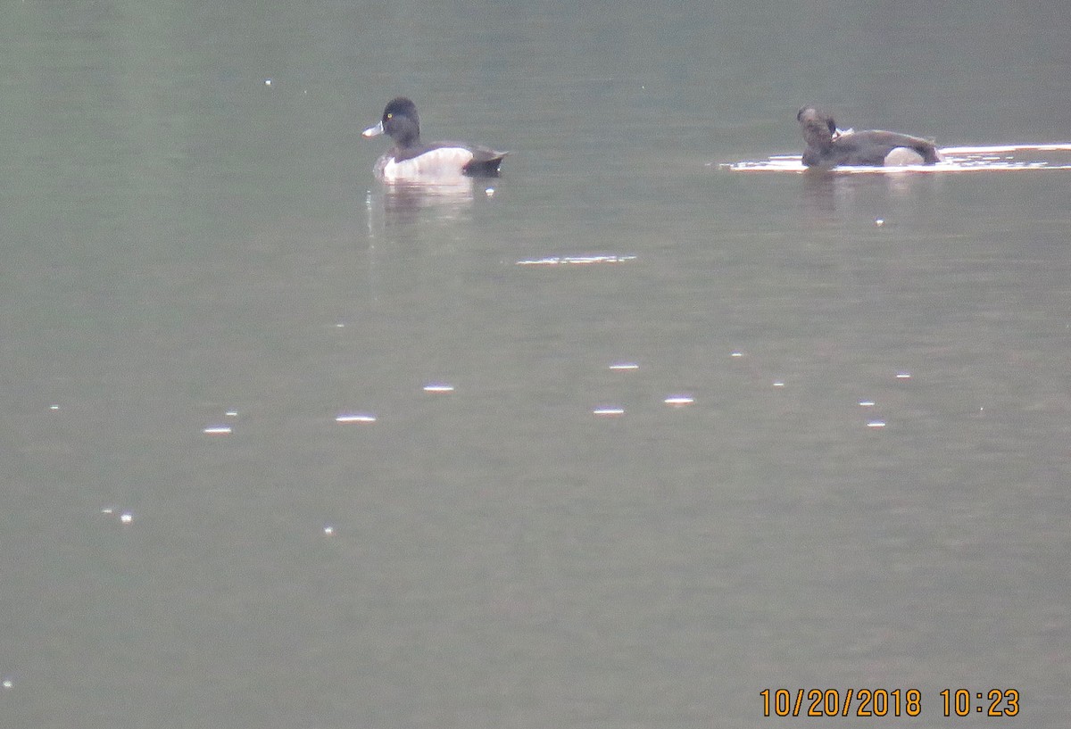 Ring-necked Duck - ML119696471