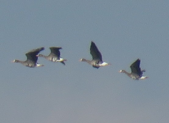 Greater White-fronted Goose - ML119697351