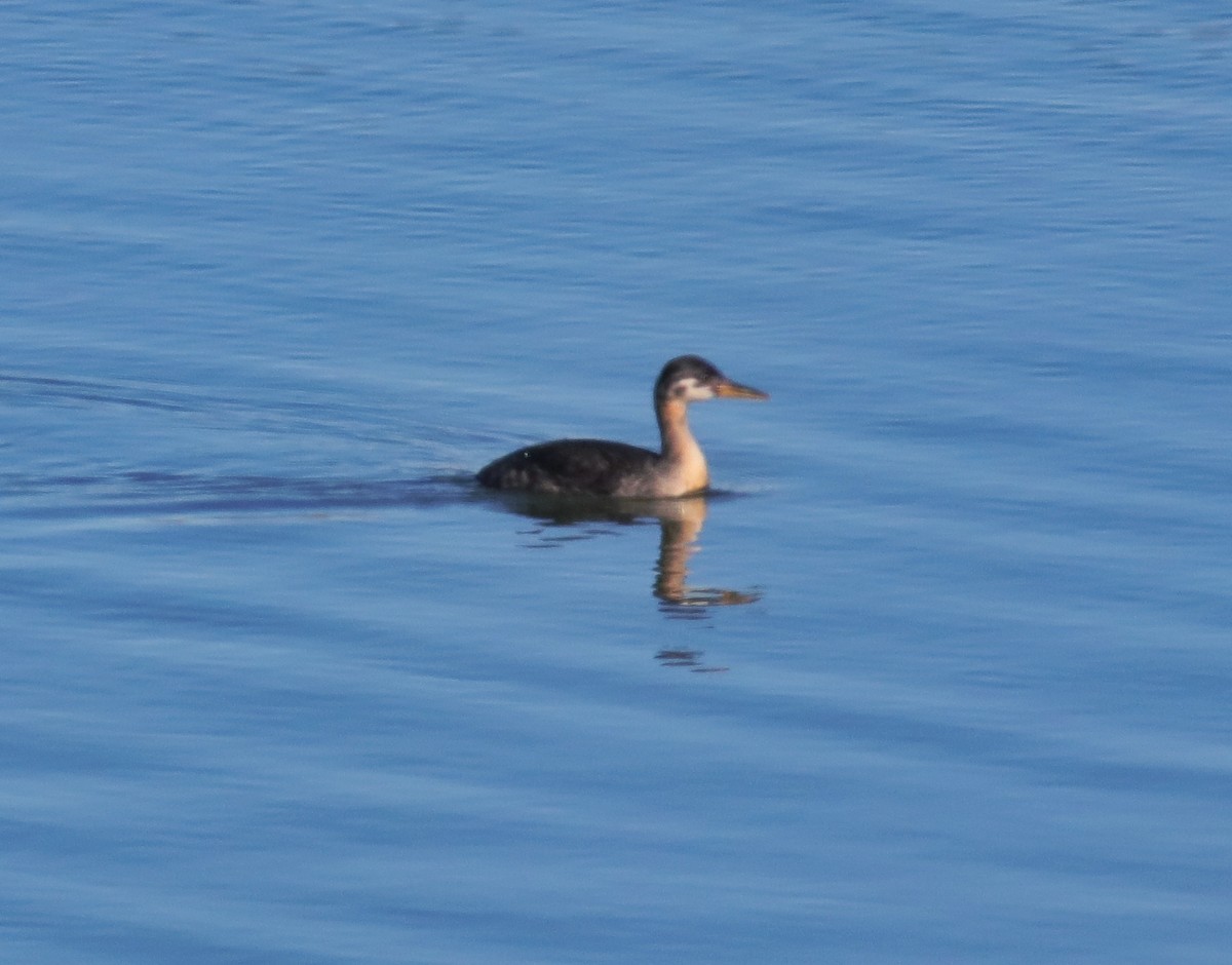 Red-necked Grebe - ML119698561
