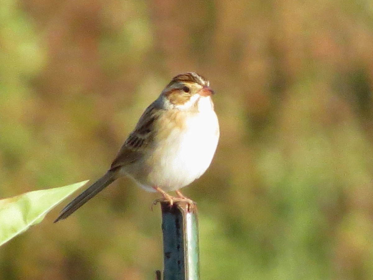 Clay-colored Sparrow - Edward Kittredge