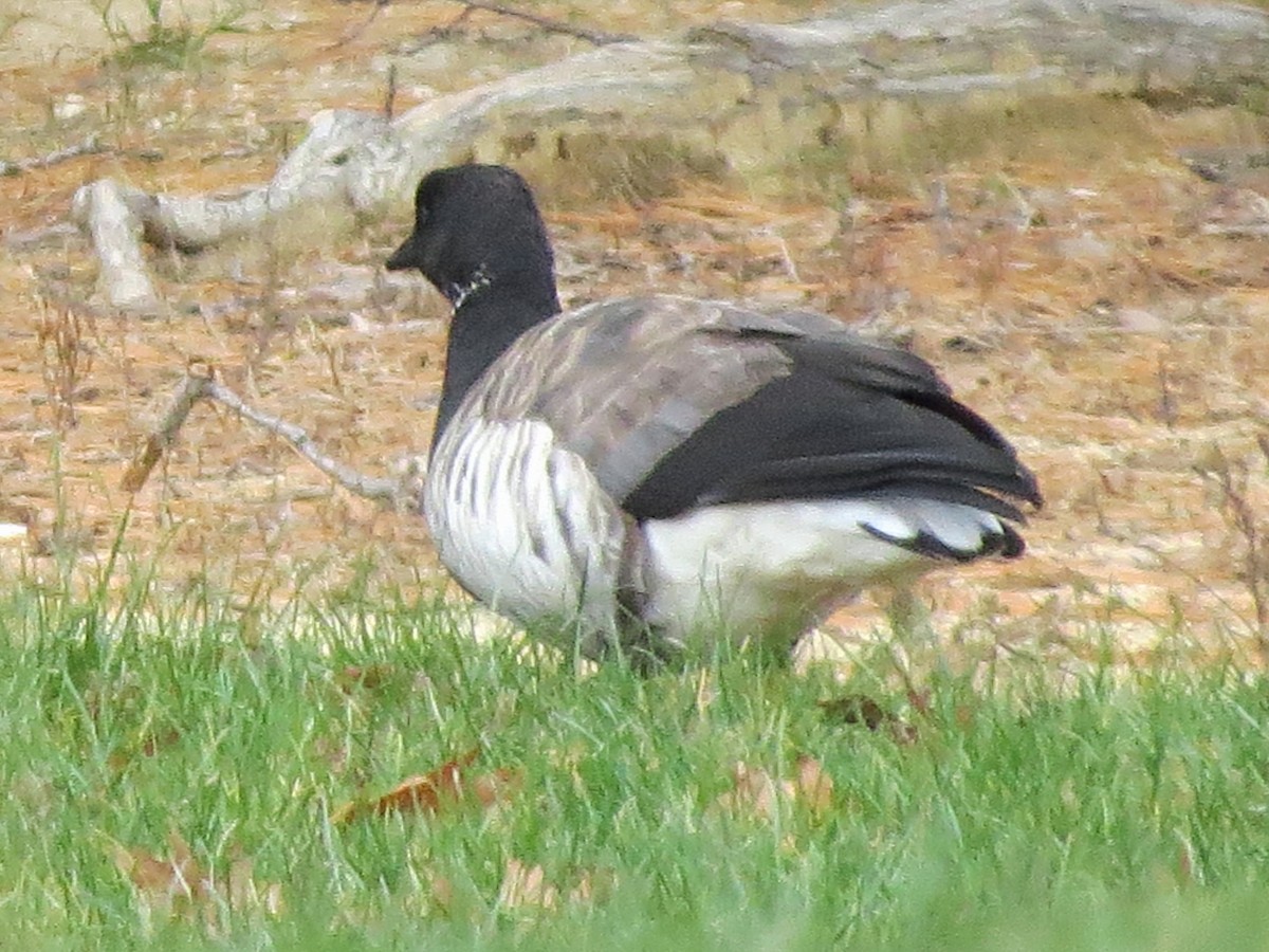 Brant - ML119701591