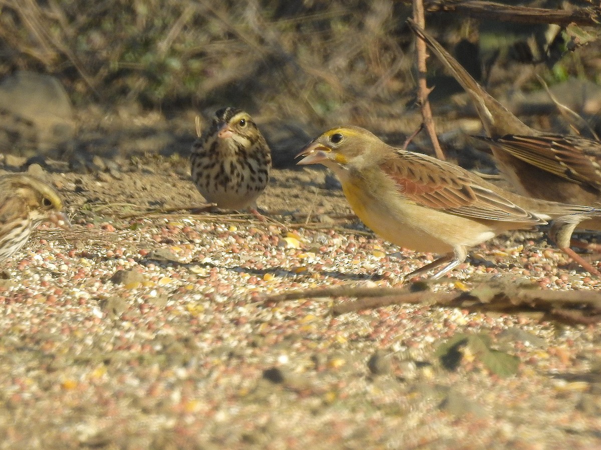 Dickcissel - Jacob Mathison