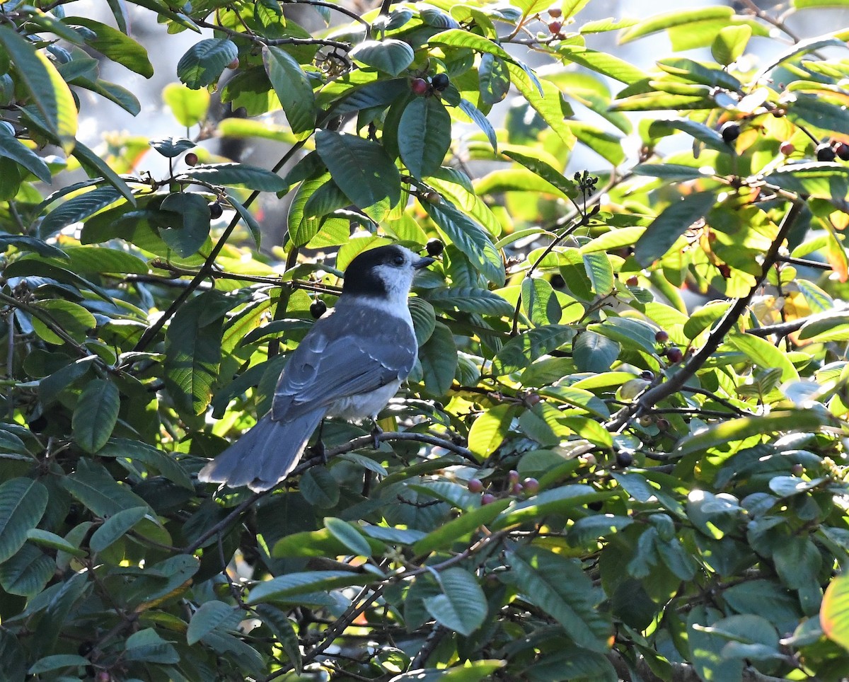 Canada Jay - John Chapple