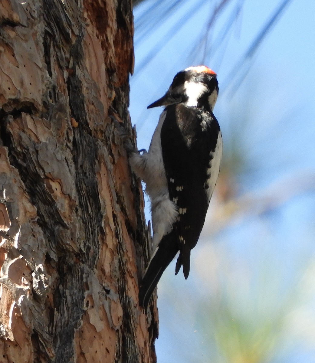 Hairy Woodpecker - Nina Jones