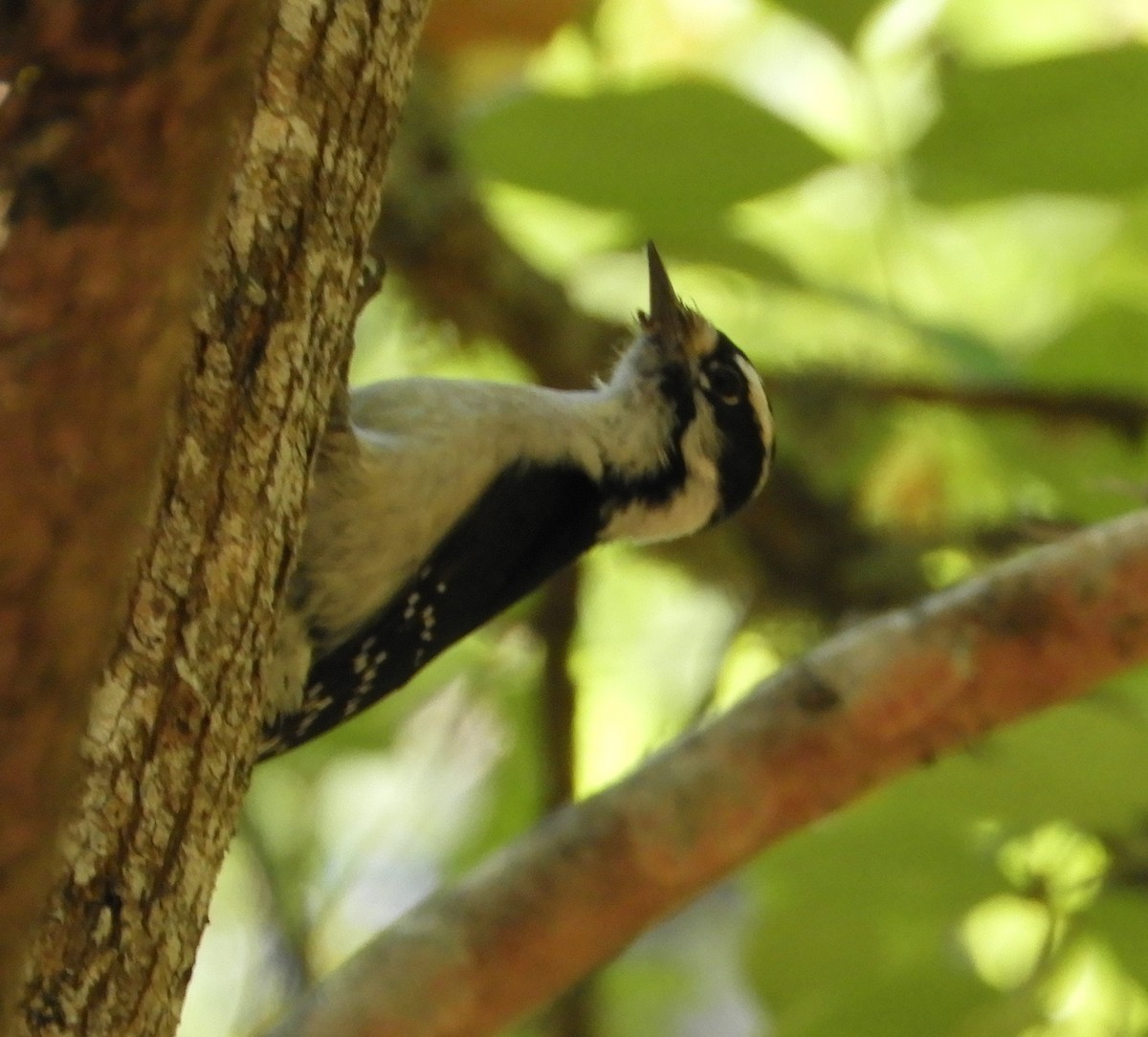 Downy Woodpecker - Nina Jones