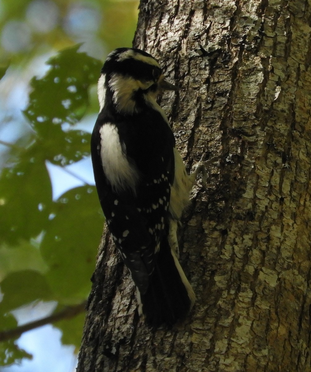 Downy Woodpecker - Nina Jones