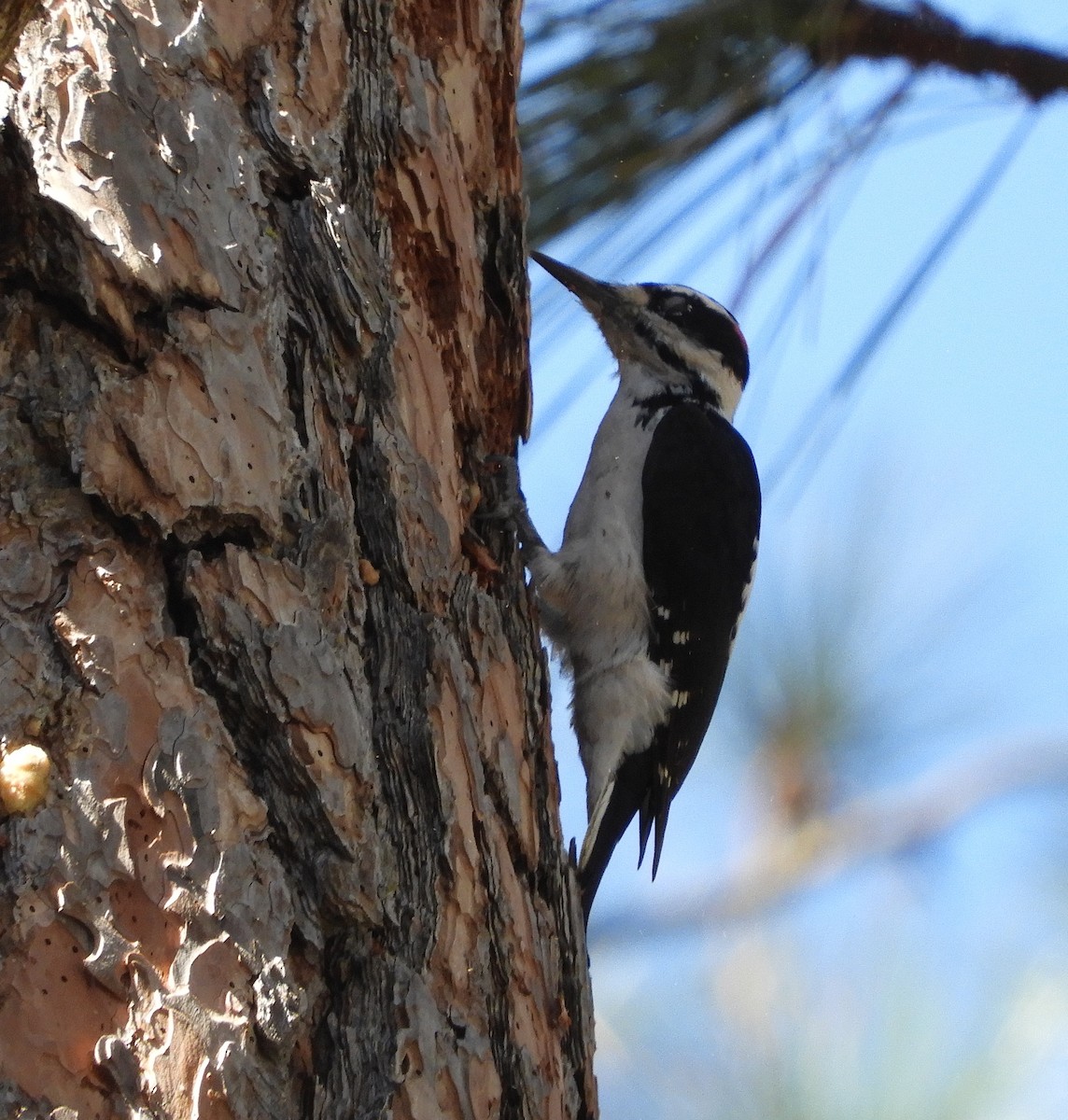 Hairy Woodpecker - Nina Jones