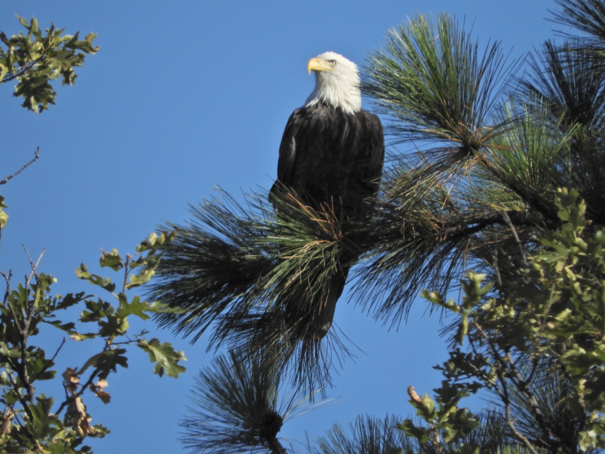 Bald Eagle - Nina Jones