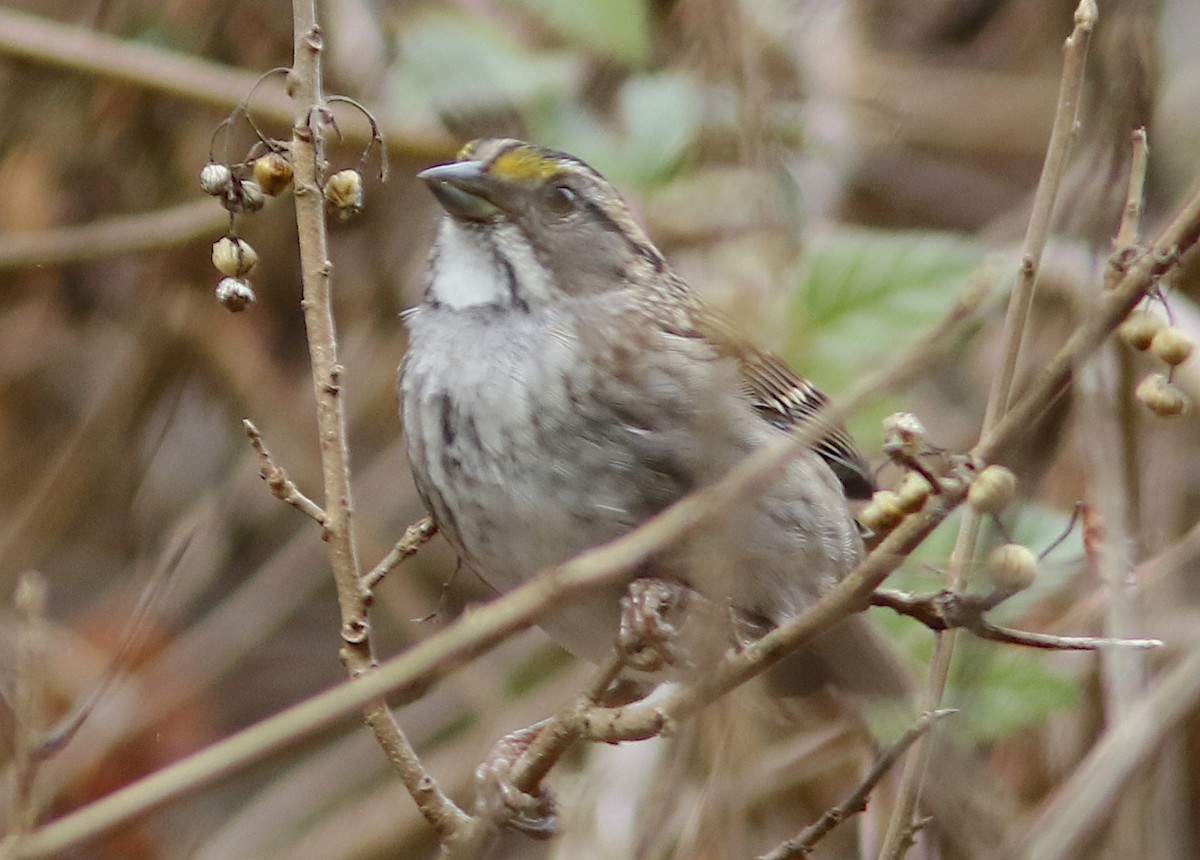 White-throated Sparrow - ML119709631