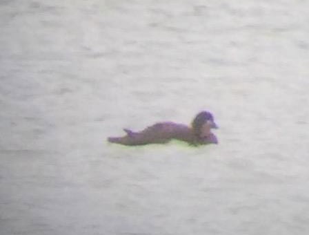 Surf Scoter - ML119713351
