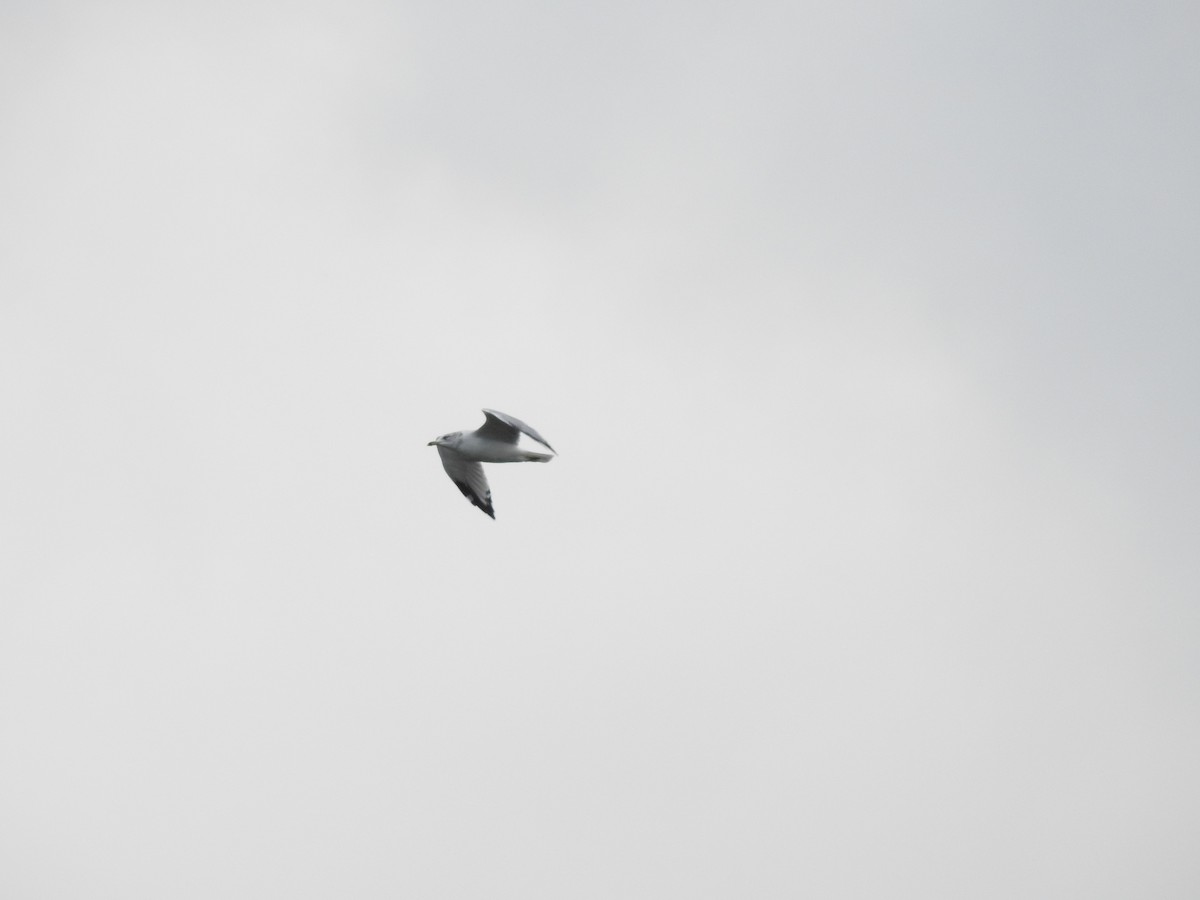 Делавэрская чайка - ML119715381