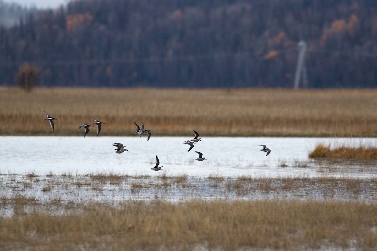 Long-billed Dowitcher - ML119715511