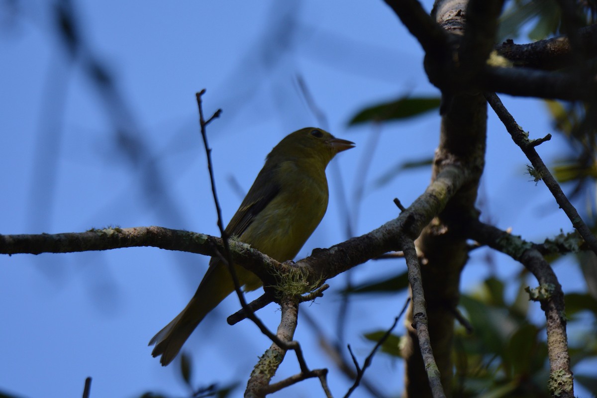 Scarlet Tanager - ML119715691