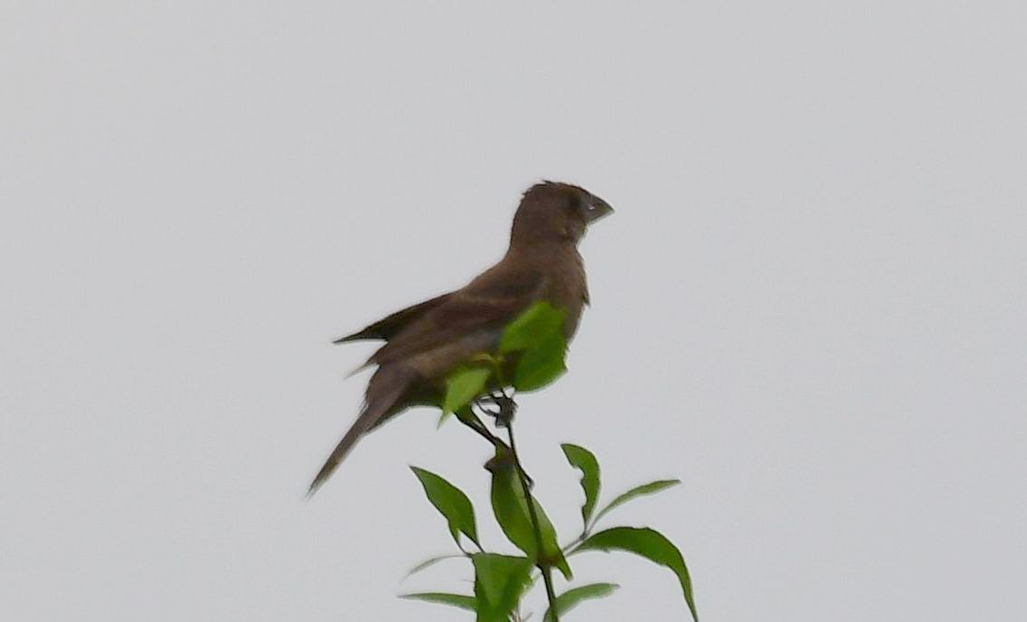 Blue Grosbeak - ML119716061