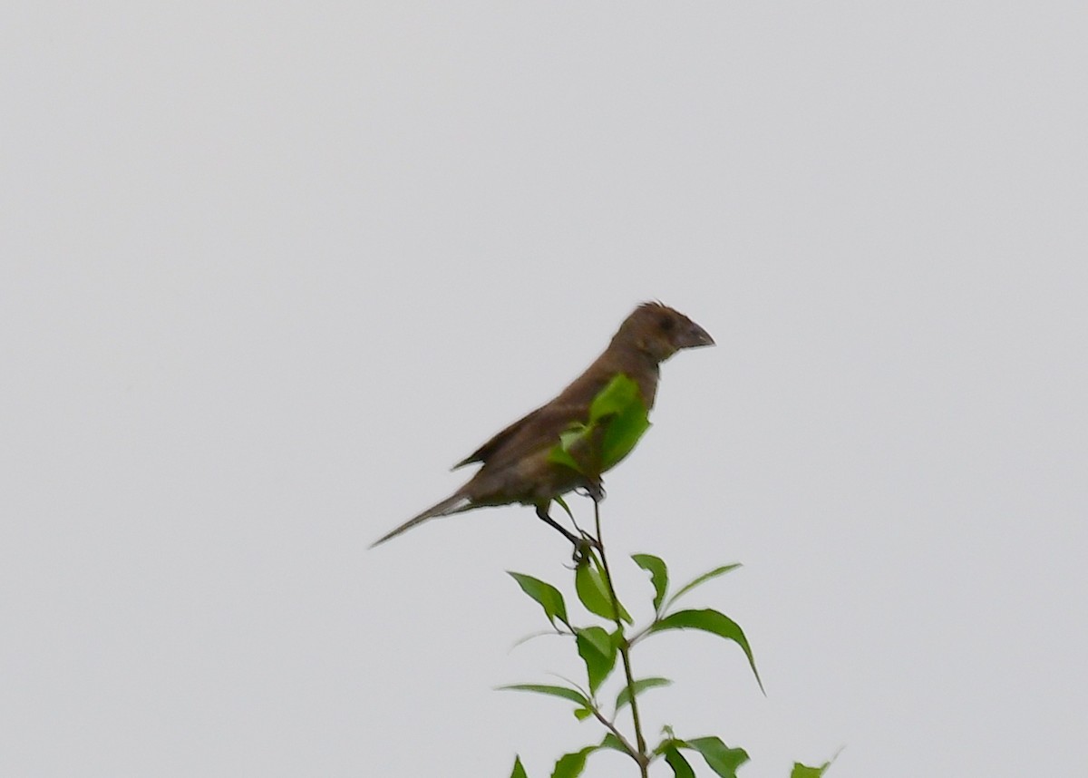 Blue Grosbeak - ML119716091