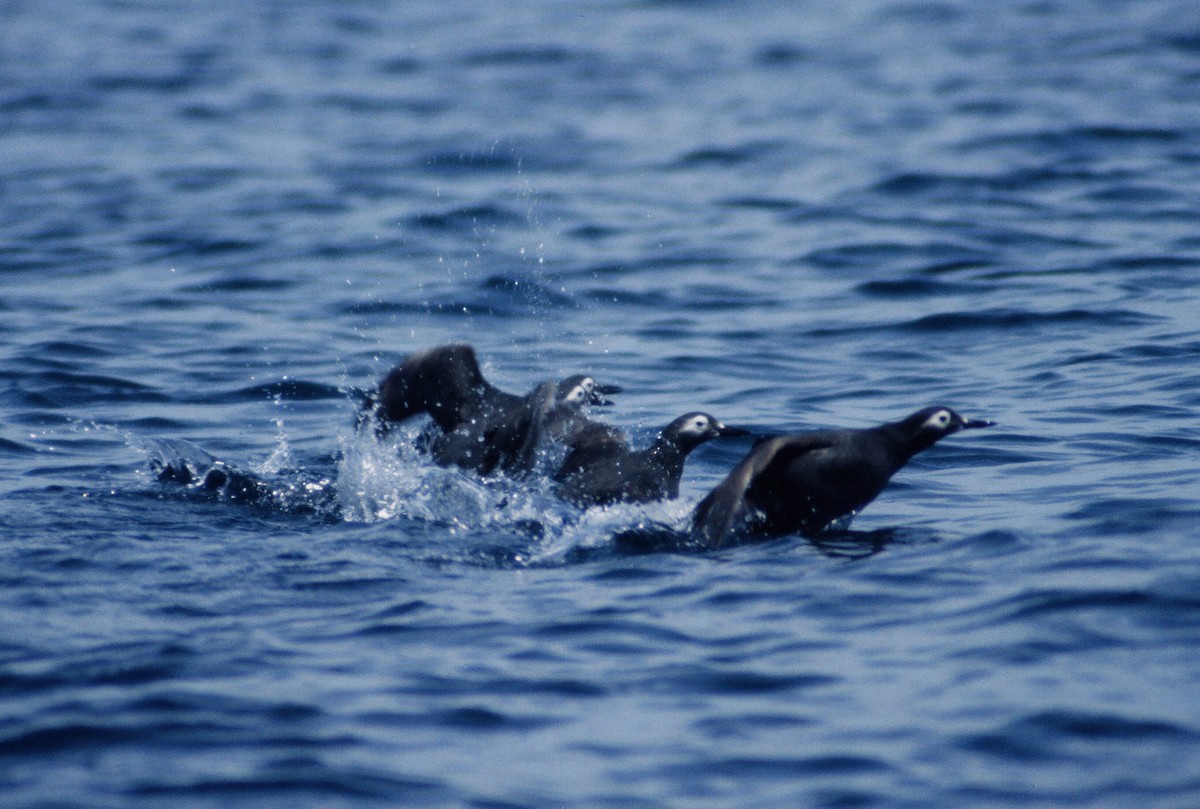 Spectacled Guillemot - ML119716471