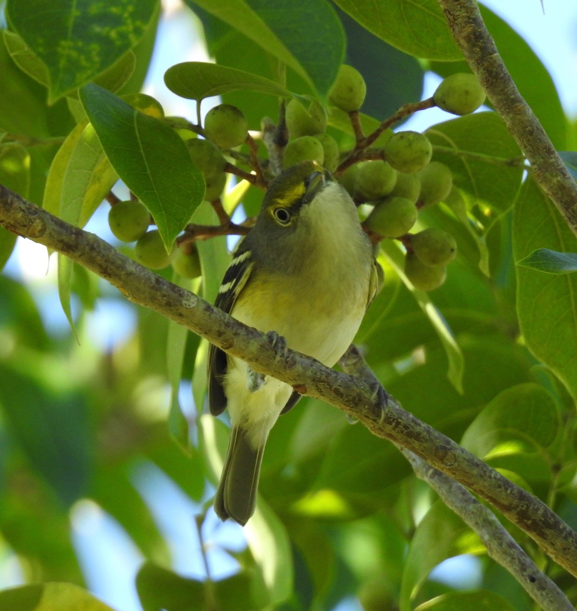 White-eyed Vireo (White-eyed) - Kelly Ducham