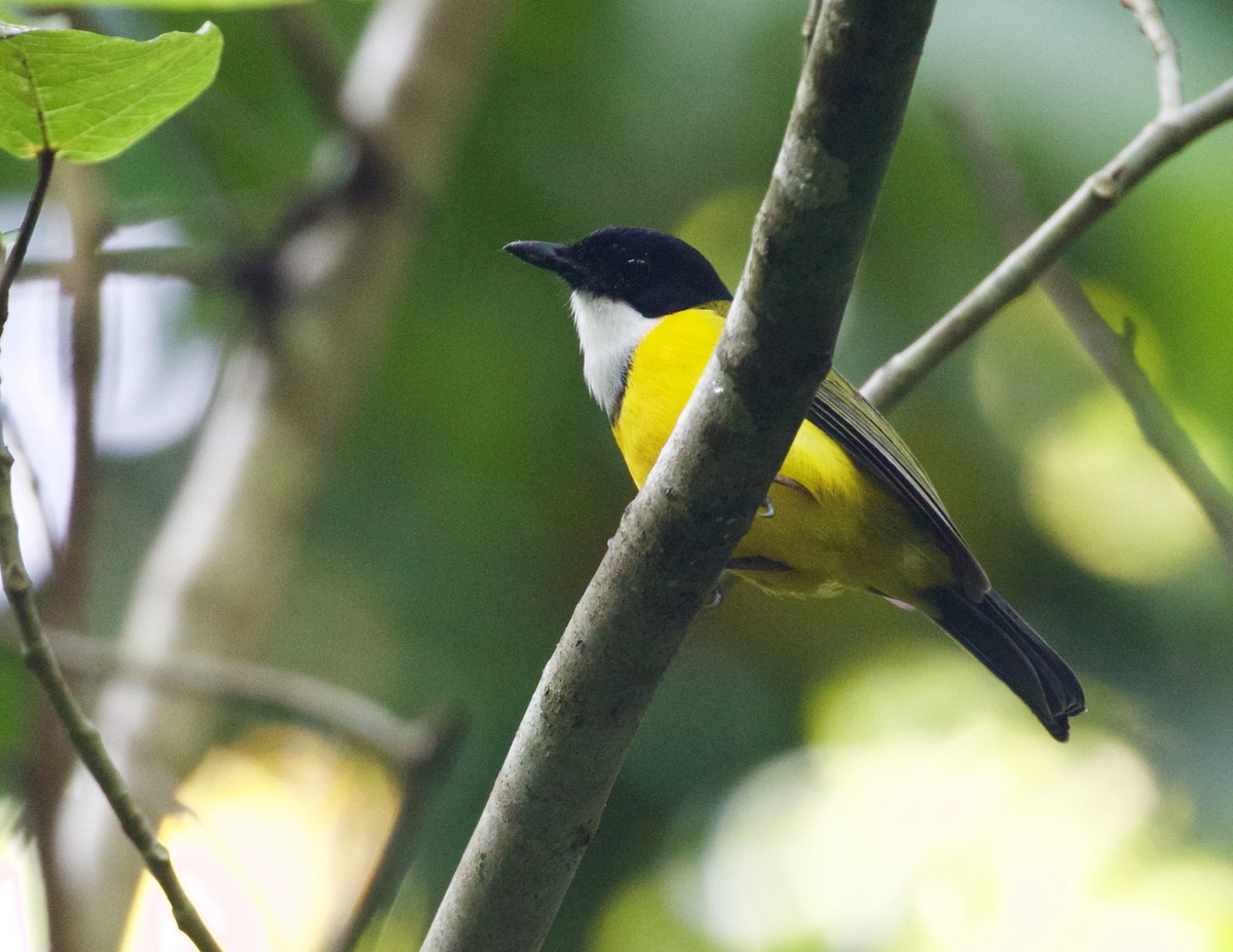 Black-chinned Whistler - Scott Baker