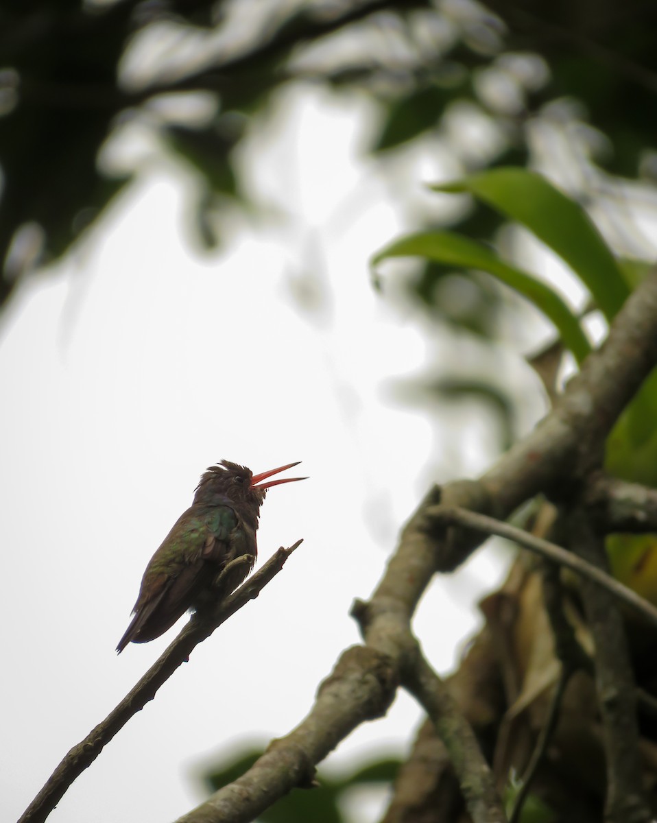kolibřík bělobradý - ML119721141