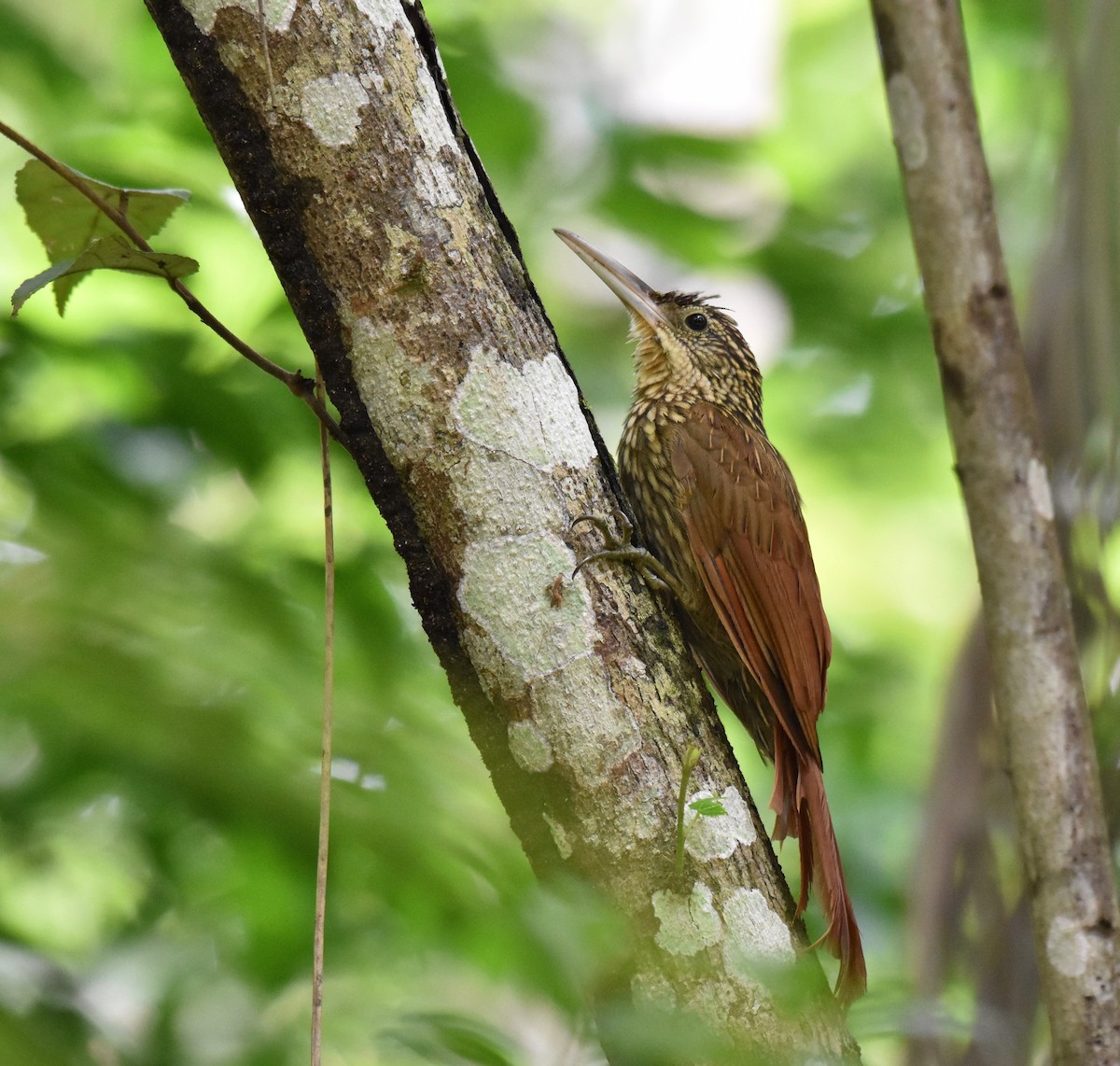 Ivory-billed Woodcreeper - ML119722191