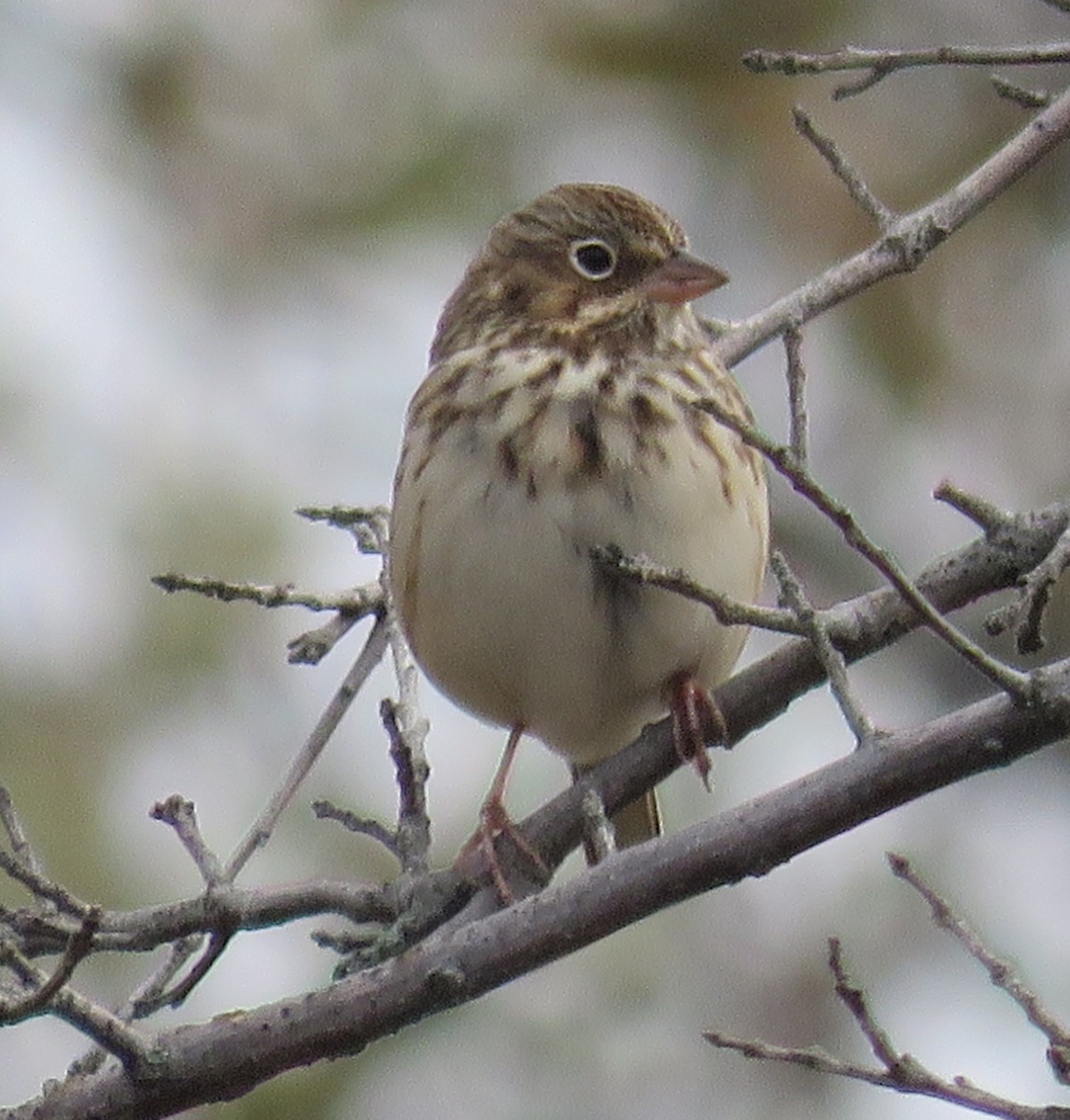 Vesper Sparrow - ML119722531