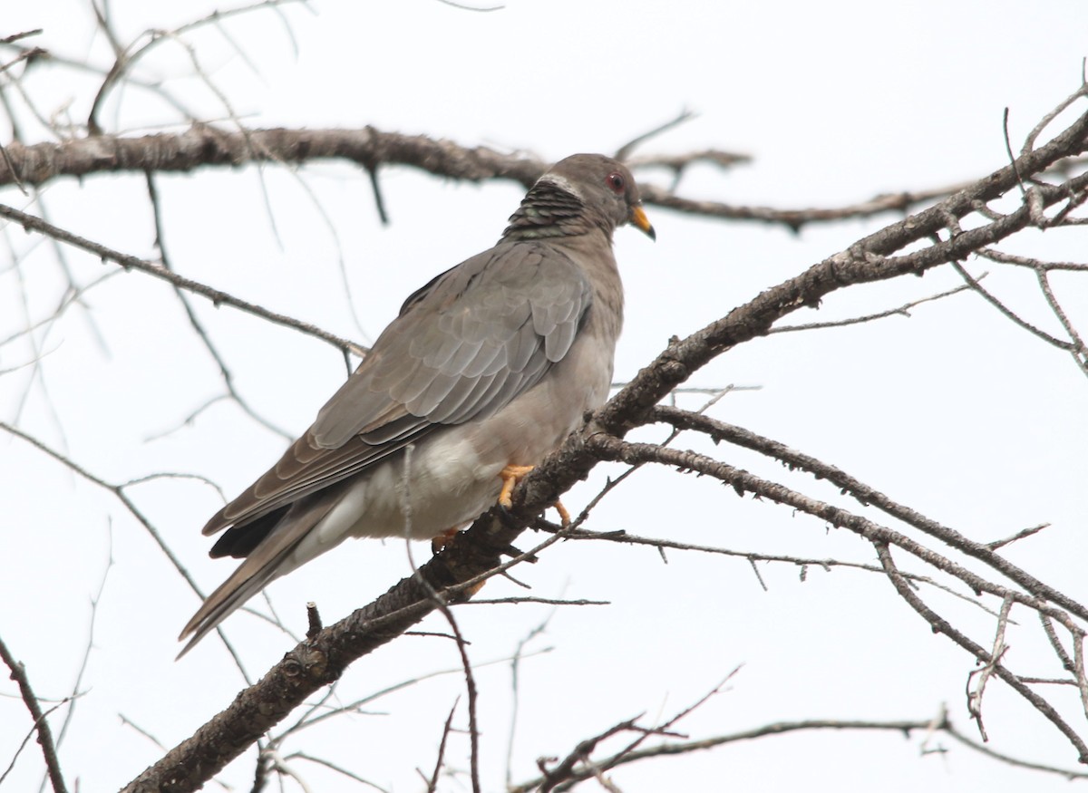 Band-tailed Pigeon - ML119722541