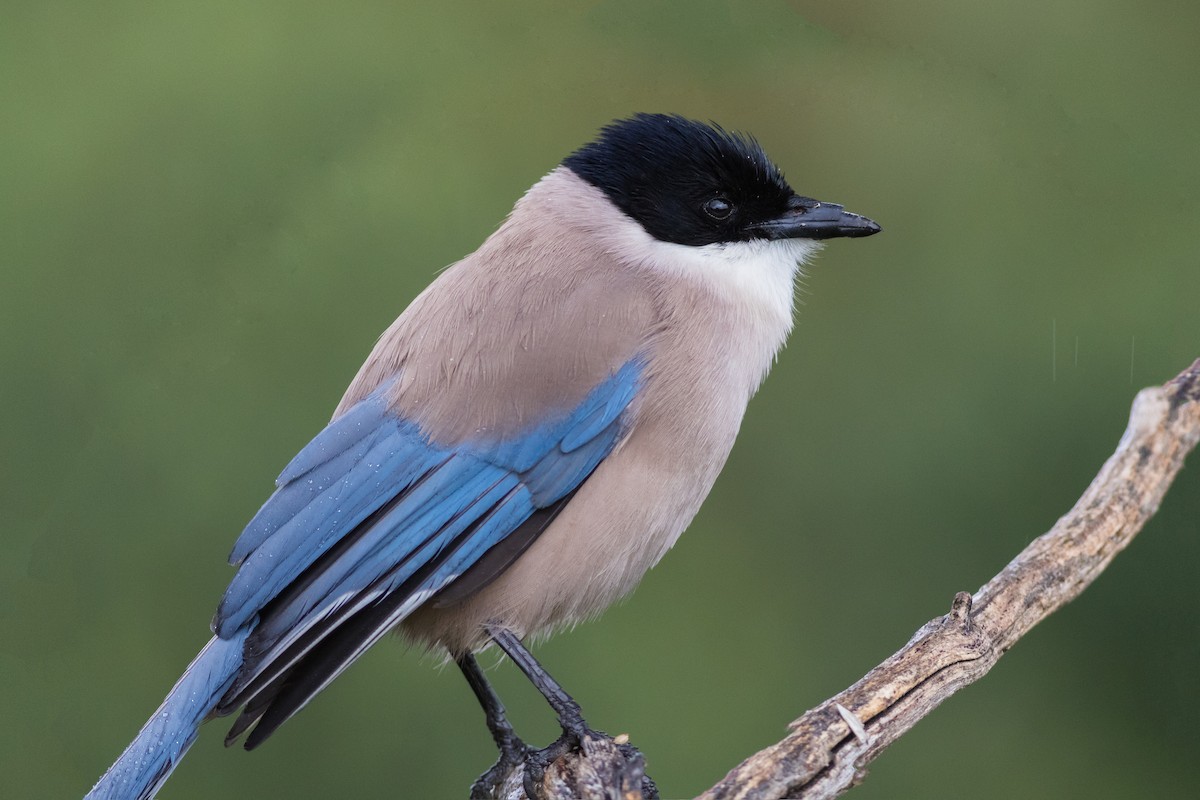 Iberian Magpie - Stefan Hirsch