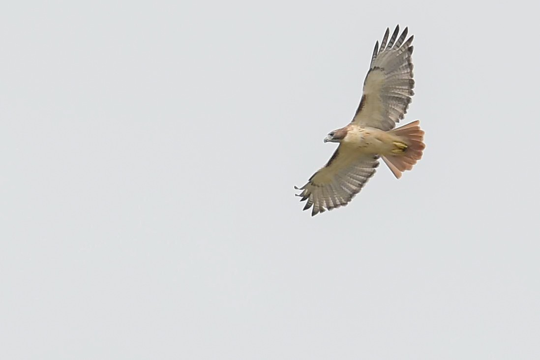 Red-tailed Hawk - ML119722941